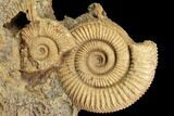 Dactylioceras Ammonite Cluster - Germany #119363-1